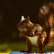 Squirrel Removal Brampton