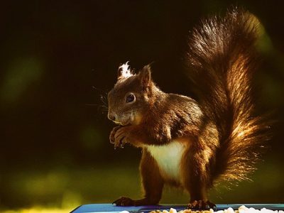 Squirrel Removal Brampton