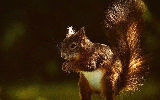 Squirrel Removal Brampton